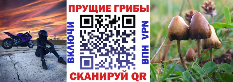 мориарти клад Туран Псилоцибиновые грибы Psilocybe